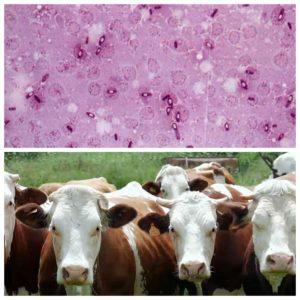 Det forårsagende middel og symptomer på pasteurellose hos kvæg, behandlingsmetoder og vaccinationer
