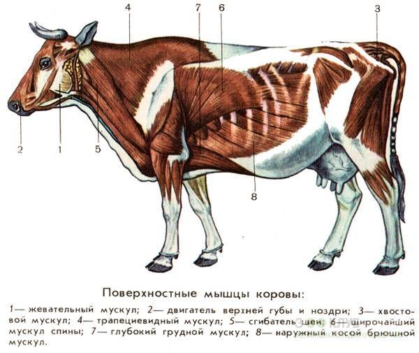 Organ dalaman lembu