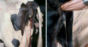 Druhy a príznaky endometritídy u kráv, liečebný režim a prevencia