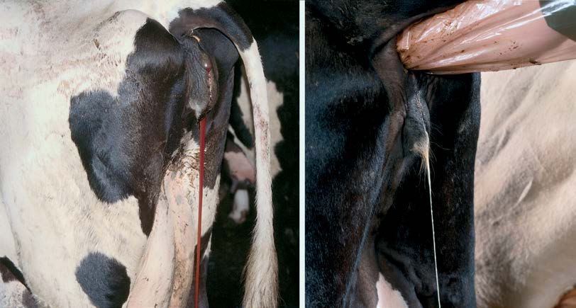 endometritis en vacas
