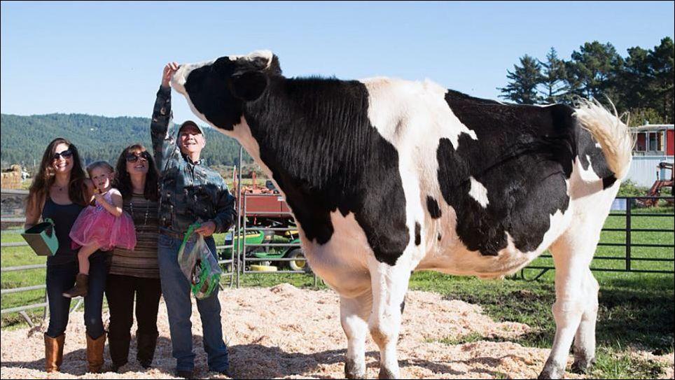 stier Holstein