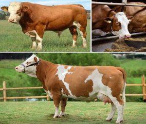 A Simmental szarvasmarha és tehén karbantartásának leírása és jellemzői