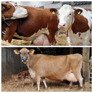 Príčiny výtoku u tehotnej kravy, norma a čo robiť, keď sa objaví hlien