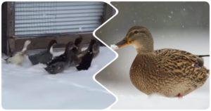 Gdje patke lete za zimu i značajke migracija, razlozi povratka