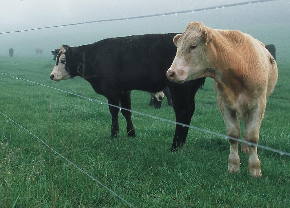 pastor electrico para vacas