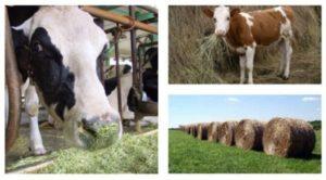 Hoeveel hooi heeft een koe nodig voor een jaar, dag en winter, methoden om het bedrag te berekenen
