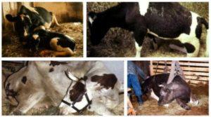 Príznaky a liečba popôrodnej parézy u kráv, čo robiť na prevenciu