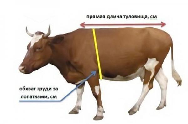 měření krávy