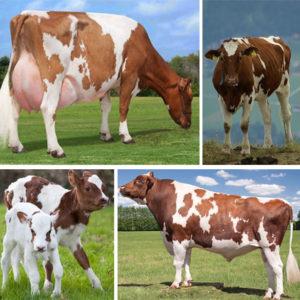 Beskrivning och egenskaper hos Ayrshire-rasen av kor, för- och nackdelarna med nötkreatur och vård