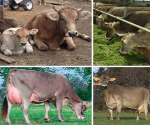 Opis a charakteristika švajčiarskych kráv, kladov a záporov hovädzieho dobytka a starostlivosti