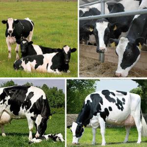12 geriausių ir produktyviausių pieninių karvių
