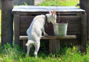 Kodėl ožkos negeria vandens ir kaip jas mokyti, ką daryti, jei jos gėrė muiluotą vandenį?