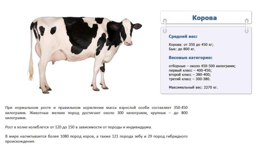 Vedligeholdelse Udlevering Skynd dig Hvor meget vejer en ko: gennemsnitlige og maksimale indikatorer i kg