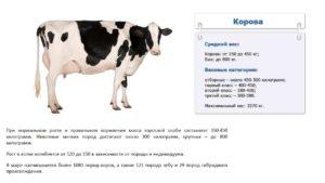 Hoeveel kilogrammen gemiddeld en maximaal een koe kan wegen, hoe te meten