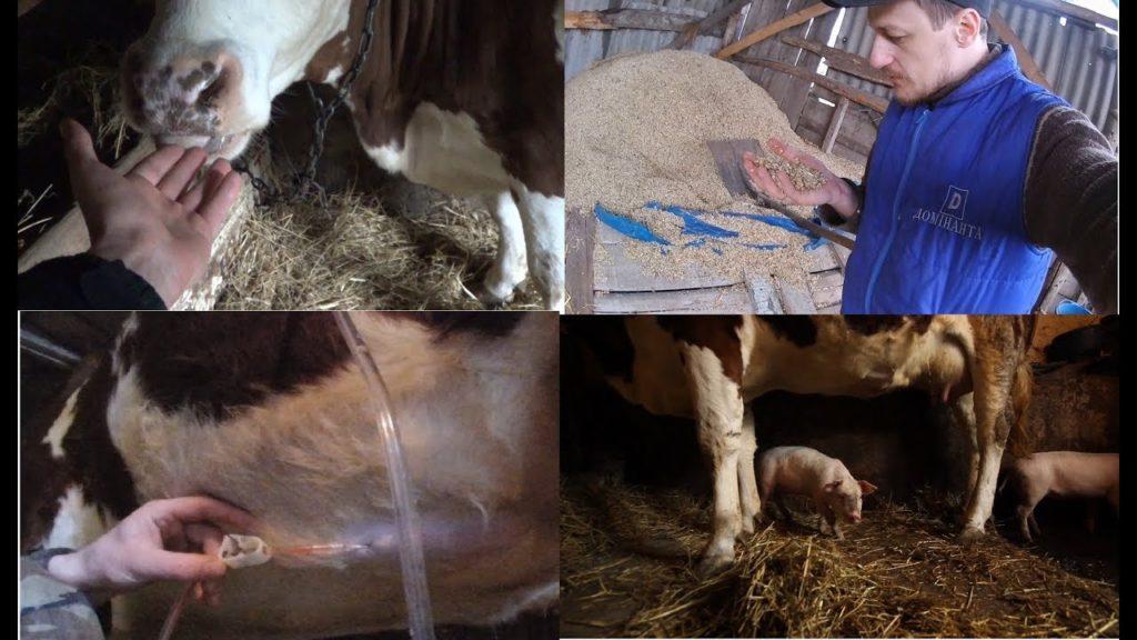 upute za uporabu timpanola za krave životinja