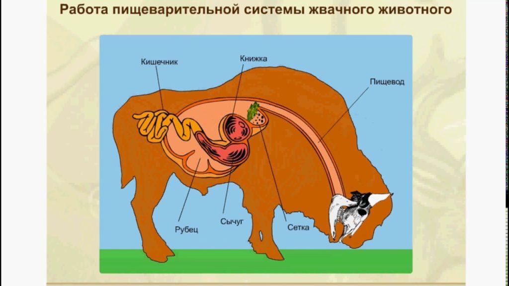 žalúdok hovädzieho dobytka