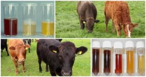 Hvorfor har en kalv rød urin, og den tisser med blod, hvad man skal gøre