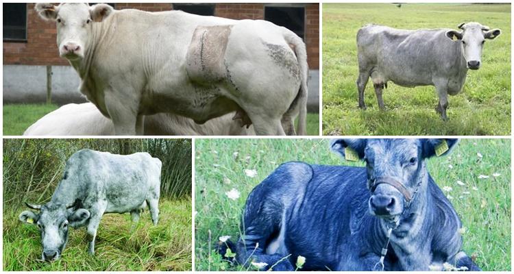 Vache bleue lettone