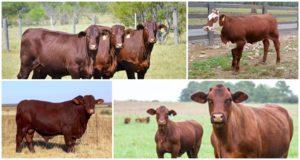 Description et caractéristiques de Santa Gertrude, élevage de vaches de cette race