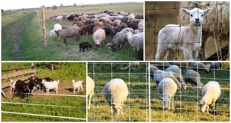 električni pastir za ovce