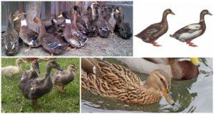 Опис и карактеристике патки украјинске пасмине, услови задржавања