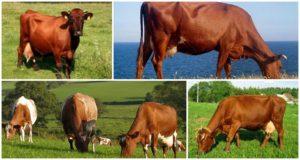 Popis a charakteristika červených dánských krav, jejich obsah