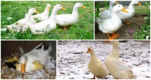 Opis i karakteristike pekinških patki, težina po mjesecu i kako izgledaju