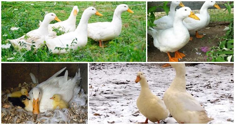 беле патке