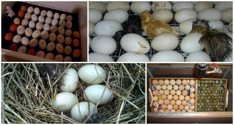 kiaušinių inkubacija