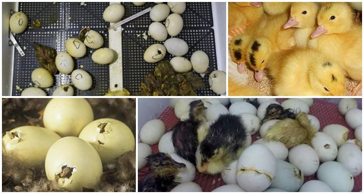 инкубација јаја