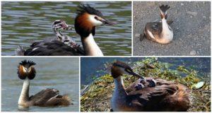Опис и станишта патке, дивље животиње и начин исхране
