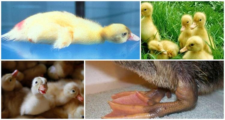 Ayam dan itik mendapatkan keturunan dengan cara