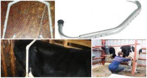 Les dimensions de l'anti-pause pour les vaches et comment le faire soi-même, la formation à la traite
