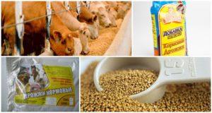 Composición química e instrucciones para el uso de levadura alimentaria para ganado.