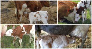Top 5 metoda za odbiti tele zbog usisavanja krave i savjeta veterinara