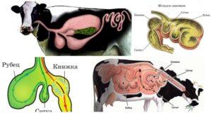 Структура стомака код преживача и особине варења, болести