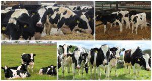 Définition des génisses de vaches en élevage et de quel âge, comment choisir