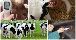 Normale kalve- og ko-kropstemperaturer og årsager til stigning