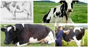Symptoms and forms of tympanic scar in cattle, treatment at home