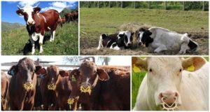 Zoznam ľahkých a krásnych prezývok krav, populárnych a neobvyklých mien