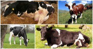 Příčiny a příznaky ketózy u krav, léčebné režimy pro skot doma