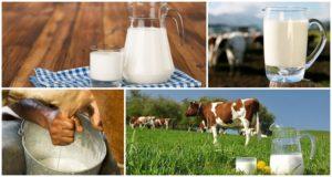 Quel est le pourcentage normal de matières grasses dans le lait de vache fait maison et de quoi il dépend