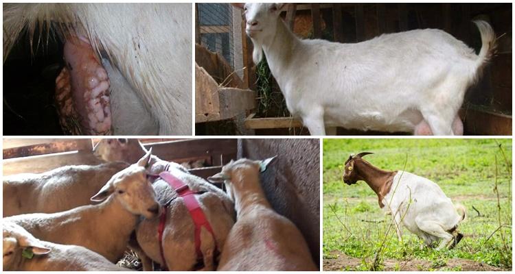 Príznaky a liečba prolaps maternice a pošvy u kozy, možné následky