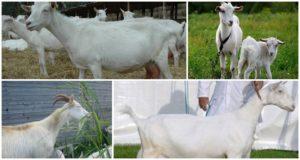 Gorkio ožkų aprašymas ir savybės, privalumai ir trūkumai bei priežiūra