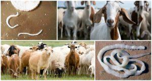 A férgek tünetei és tünetei a kecskékben, a kezelés és a megelőző intézkedések