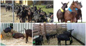 Ispanų veislės „Murciano Granadina“ ožkų aprašymas ir savybės, priežiūra