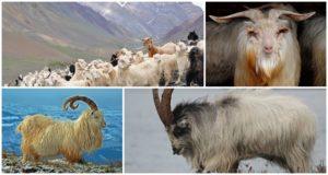 Descripción y características de las cabras de Cachemira, condiciones de detención.