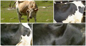 Dov'è la fossa della fame della mucca e la sua scala di valutazione, massaggio maklok