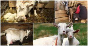 Температура држања коза зими и је ли могуће јагњети у хладној просторији