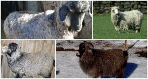 Don veislės ožkų aprašymas ir savybės, laikymo taisyklės